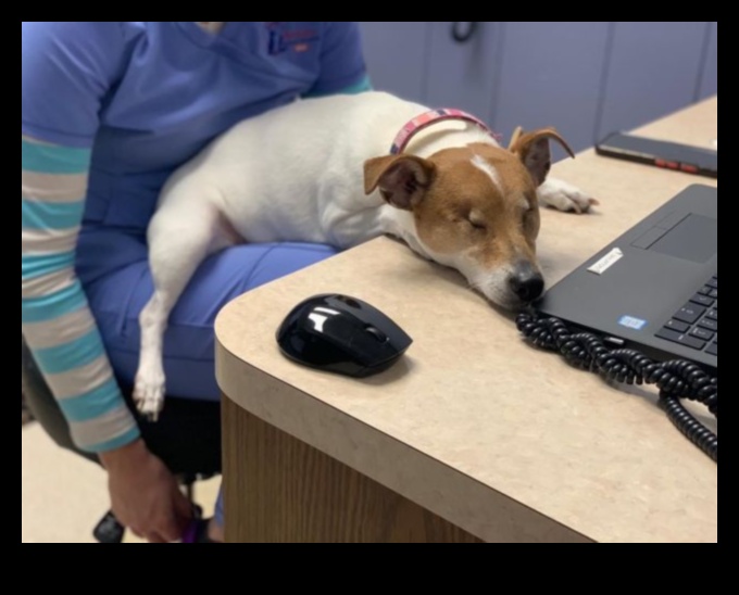 Golden Years: Senior Pet Care Strategies for Aging Companions