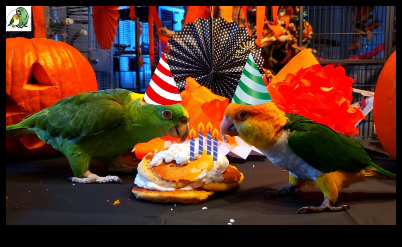 Parrot Party Playhouse: Δημιουργία εορταστικού χώρου για πουλιά