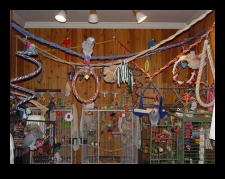 Parrot Party Playhouse: Δημιουργία εορταστικού χώρου για πουλιά