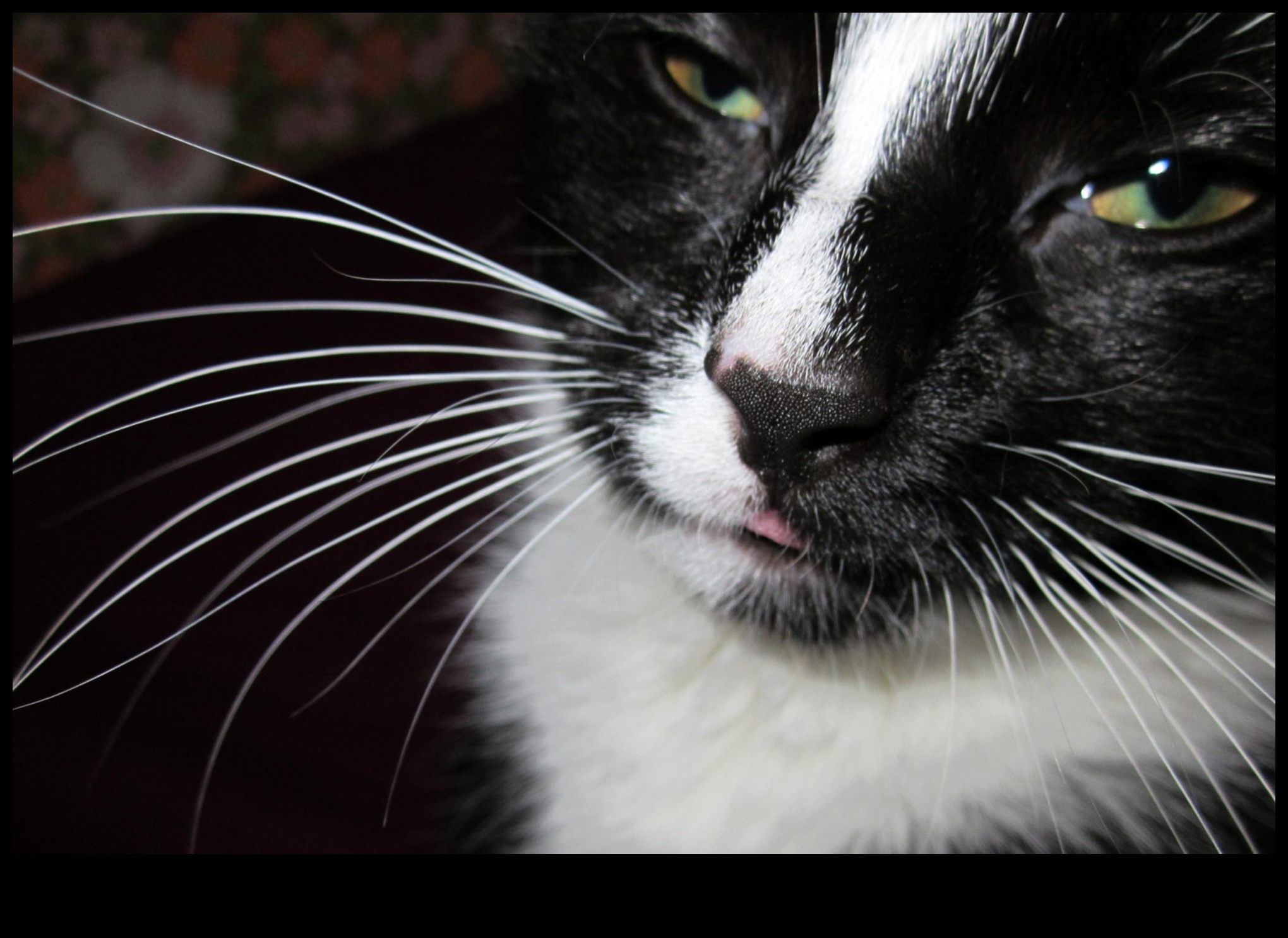 Whisker Watch: Παρατηρώντας και Κατανοώντας τα Σήματα Μουστάκι Γάτας