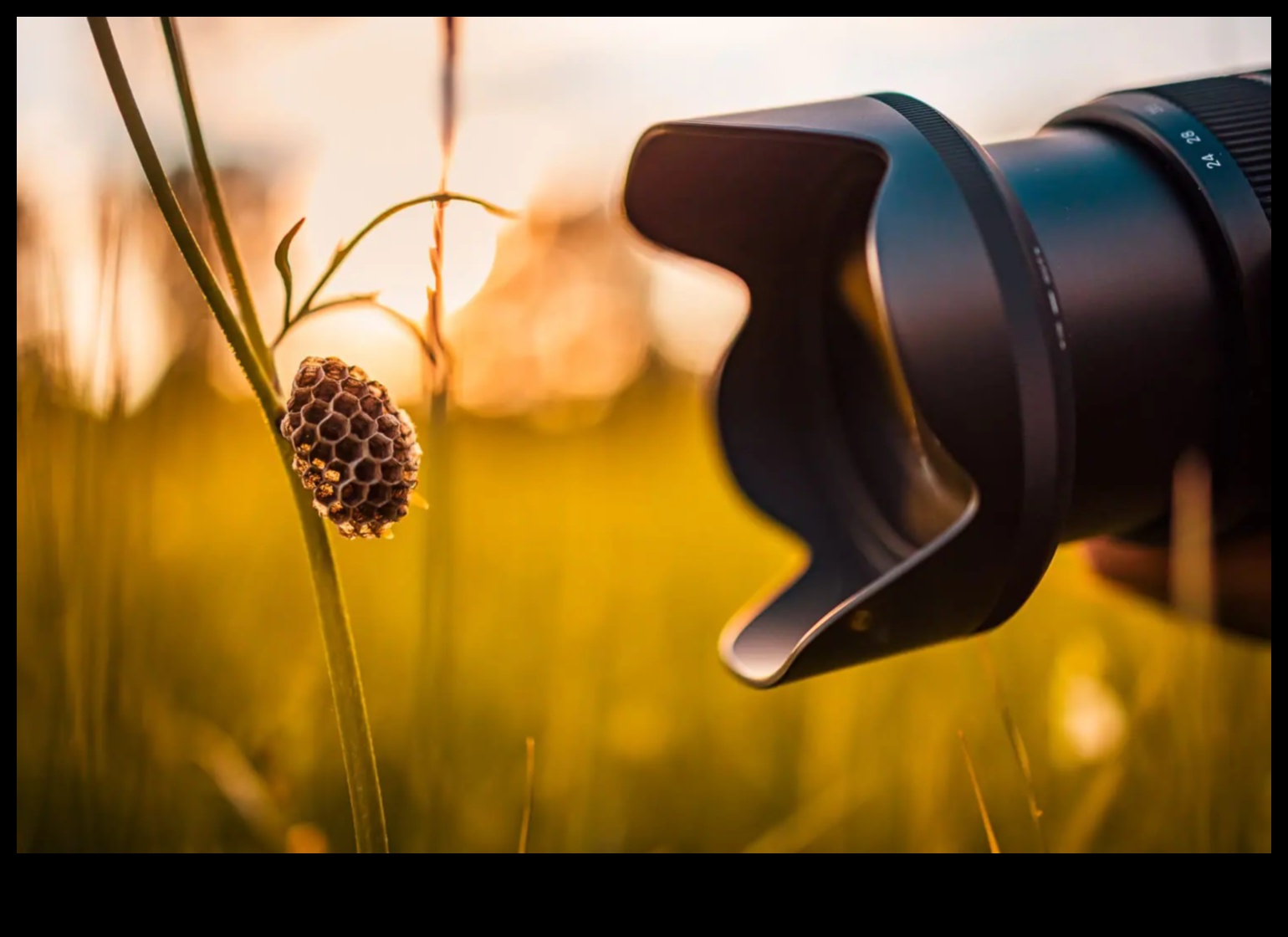 Macro Magic: Κάμερες για τη λήψη μικροσκοπικών λεπτομερειών