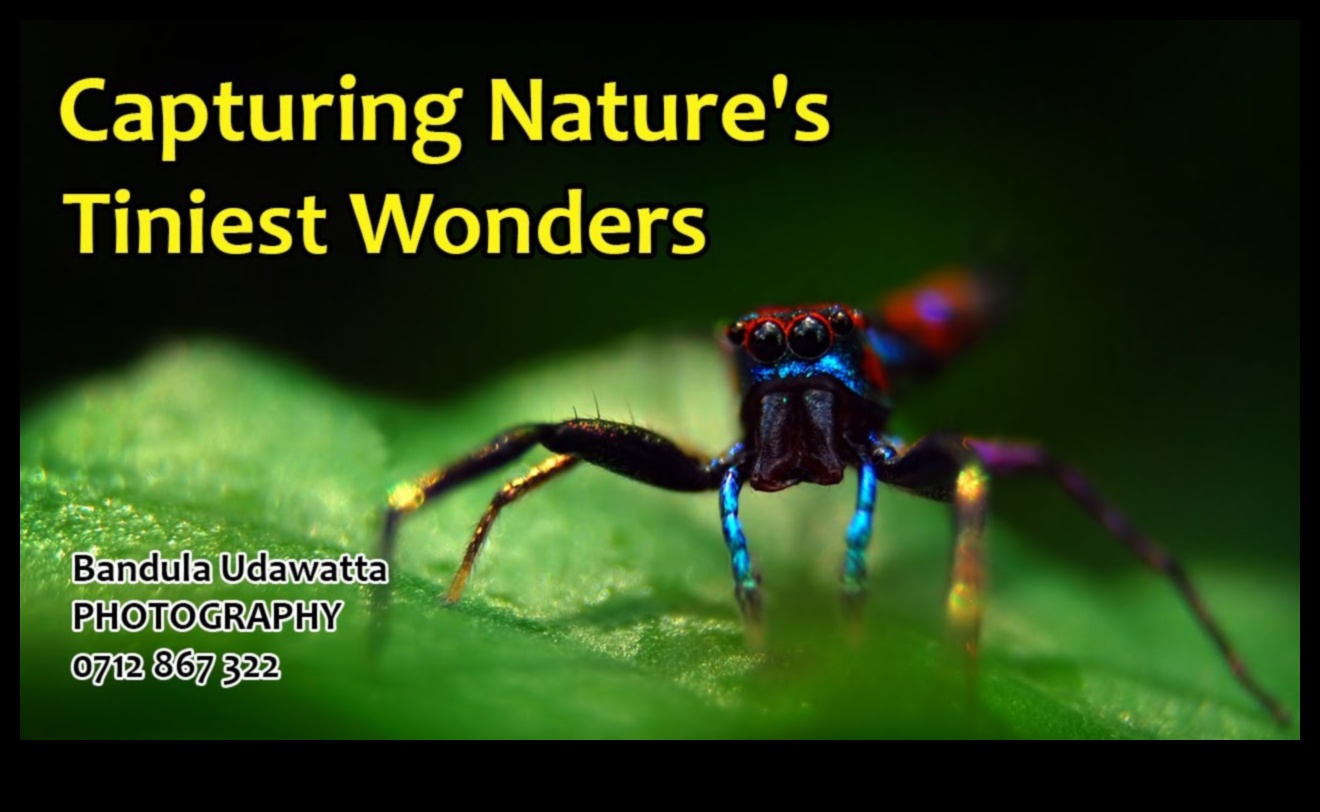 Macro Magic: Κάμερες για τη λήψη μικροσκοπικών λεπτομερειών