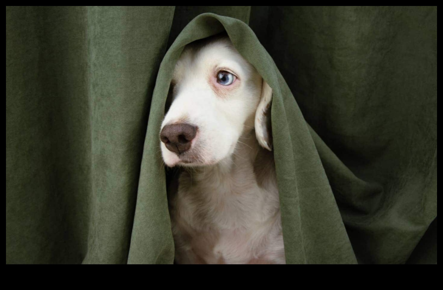 Πλοήγηση στο άγχος του σκύλου: Συμβουλές για ένα ήρεμο κουτάβι