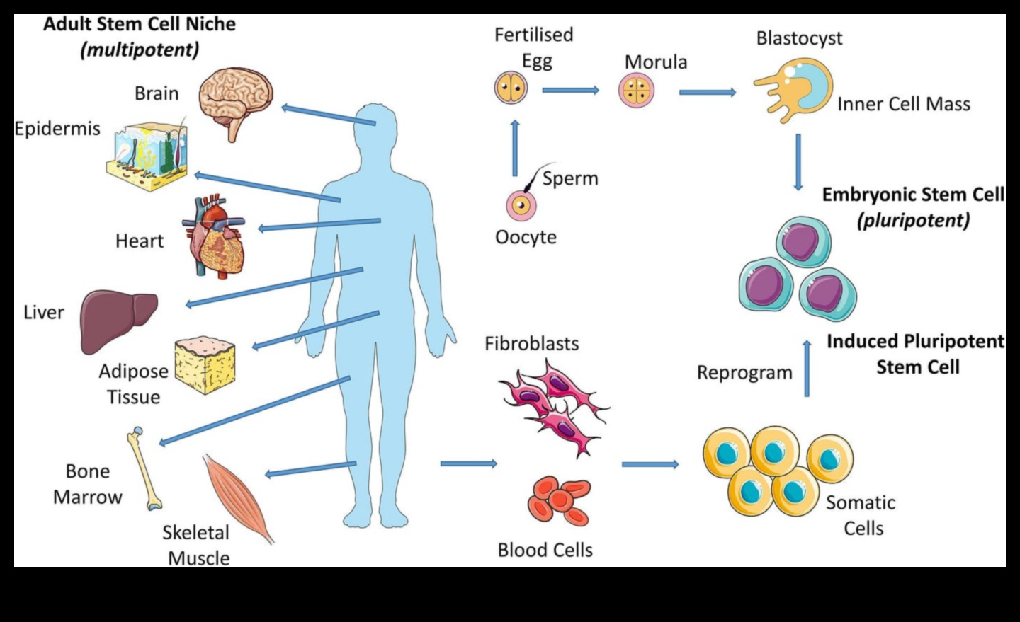The Nutrient Symphony: A Harmonious Approach to Health