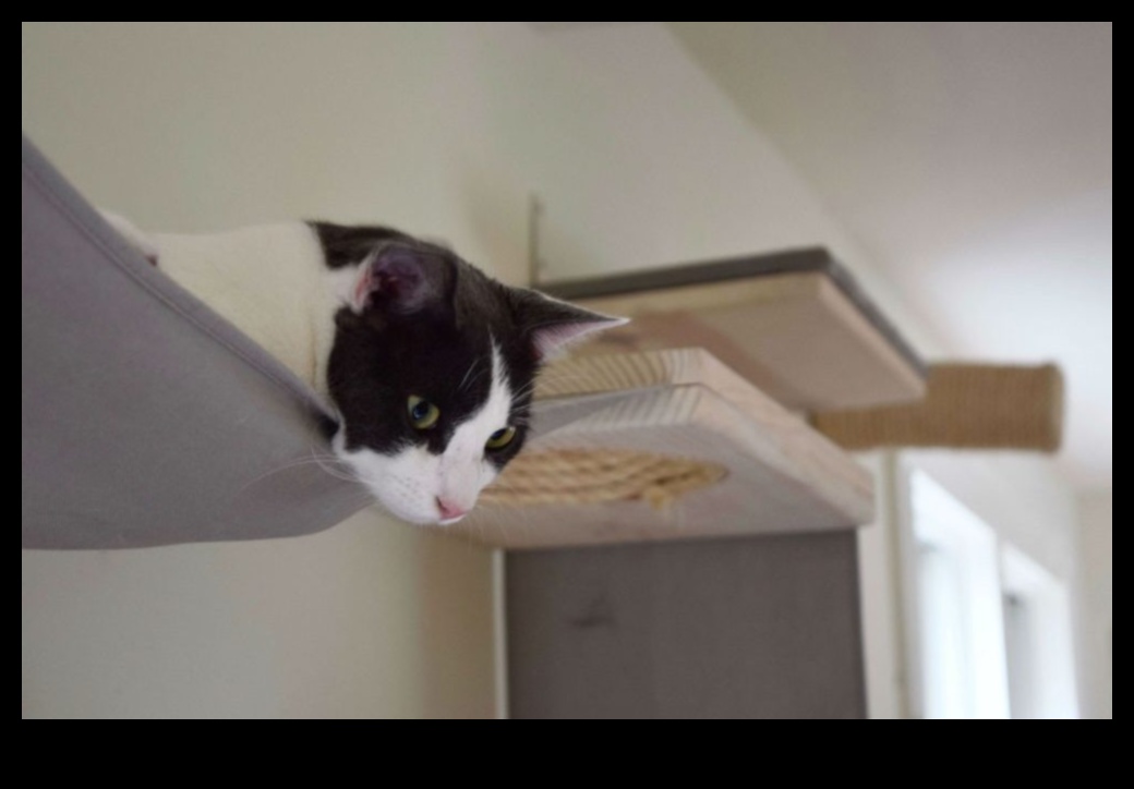 Catwalk Confessions: Κομψές συμβουλές διακόσμησης εσωτερικού χώρου για σπίτια φιλικά προς τις γάτες