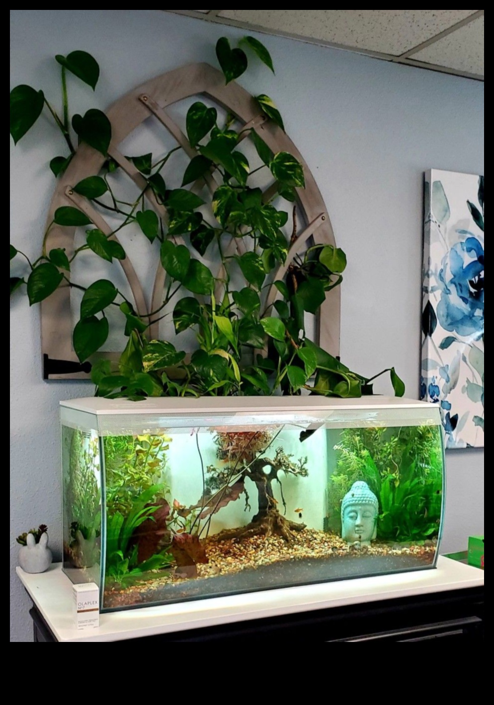 Fish Tank Zen: Δημιουργώντας ένα χαλαρωτικό περιβάλλον για τα ψάρια σας