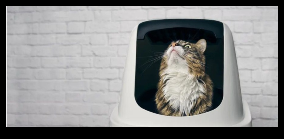 The Litter Box Lowdown: Cat Hygiene and Maintenance