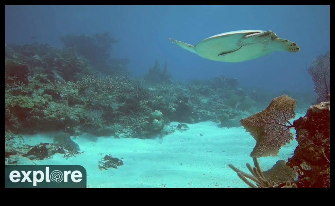 Υποβρύχια Ουτοπία: Κάμερες για Καταγραφή των Βάθη της Θάλασσας