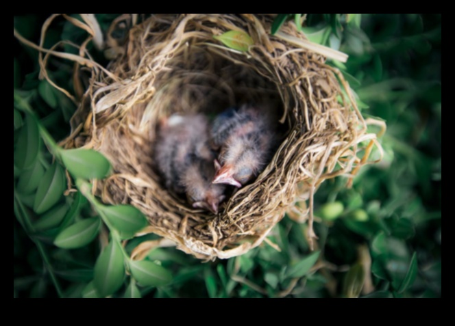 Φτερωτοί φίλοι Συνέχεια: Πουλιά με μοναδικές φωλιές