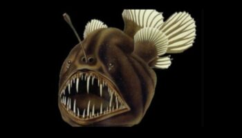 Bait and Switch: Tricky Tactics in the World of Angling