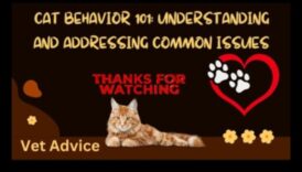 Cat-astrophic Cuties: Understanding and Addressing Cat Behavior