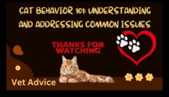 Cat-astrophic Cuties: Understanding and Addressing Cat Behavior