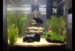 Fish Tank Zen: Δημιουργώντας ένα χαλαρωτικό περιβάλλον για τα ψάρια σας