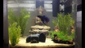 Fish Tank Zen: Δημιουργώντας ένα χαλαρωτικό περιβάλλον για τα ψάρια σας