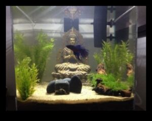 Fish Tank Zen: Δημιουργώντας ένα χαλαρωτικό περιβάλλον για τα ψάρια σας