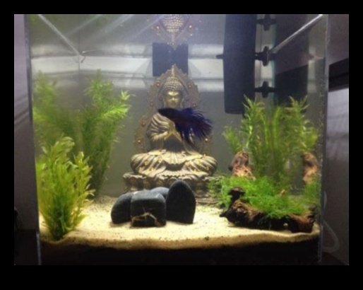 Fish Tank Zen: Δημιουργώντας ένα χαλαρωτικό περιβάλλον για τα ψάρια σας