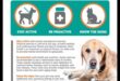 Golden Years: Senior Pet Care Strategies for Aging Companions