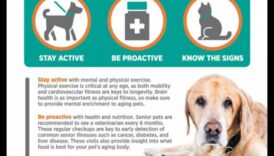 Golden Years: Senior Pet Care Strategies for Aging Companions