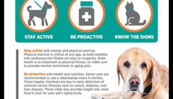 Golden Years: Senior Pet Care Strategies for Aging Companions