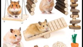 Hamster Dental Health Συνέχεια: Ασφαλείς επιλογές μάσησης και παιχνίδια