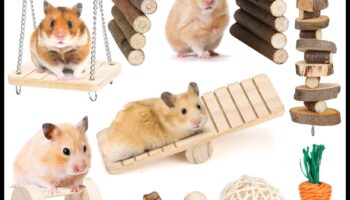 Hamster Dental Health Συνέχεια: Ασφαλείς επιλογές μάσησης και παιχνίδια