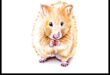 Hamster Happenings: Tiny Adventures for Your Furry Pal
