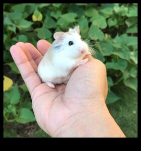 Hamster Highlights: Glamourous αξεσουάρ για μικρά τρωκτικά