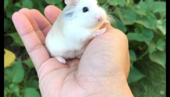 Hamster Highlights: Glamourous αξεσουάρ για μικρά τρωκτικά