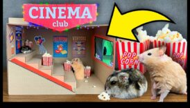 Χάμστερ Home Cinema: Ρύθμιση βραδιών ταινιών για μικρά κατοικίδια