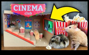Χάμστερ Home Cinema: Ρύθμιση βραδιών ταινιών για μικρά κατοικίδια