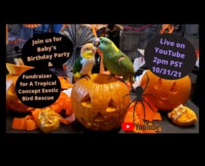 Parrot Party Playhouse: Δημιουργία εορταστικού χώρου για πουλιά