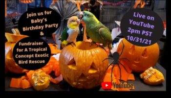 Parrot Party Playhouse: Δημιουργία εορταστικού χώρου για πουλιά