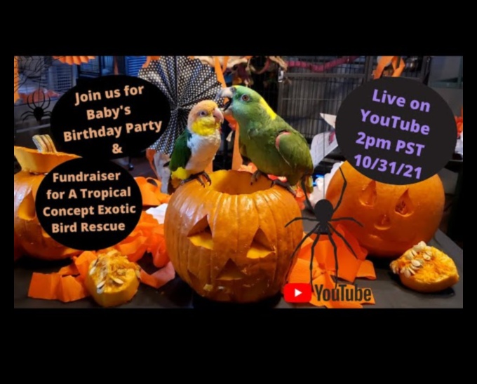 Parrot Party Playhouse: Δημιουργία εορταστικού χώρου για πουλιά