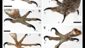 Talon Talk: Understanding Birds of Prey and their Hunting Techniques