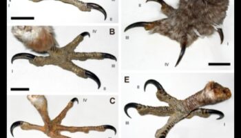 Talon Talk: Understanding Birds of Prey and their Hunting Techniques