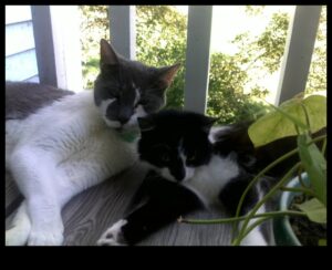 The Litter Box Lowdown: Cat Hygiene and Maintenance