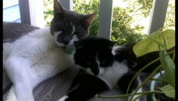 The Litter Box Lowdown: Cat Hygiene and Maintenance