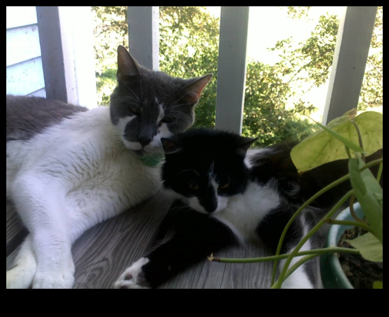 The Litter Box Lowdown: Cat Hygiene and Maintenance