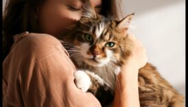 Whisker Watch: Παρατηρώντας και Κατανοώντας τα Σήματα Μουστάκι Γάτας