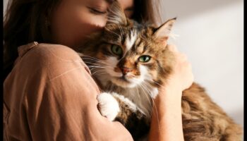 Whisker Watch: Παρατηρώντας και Κατανοώντας τα Σήματα Μουστάκι Γάτας