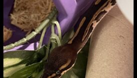 Ώρα ανάγνωσης ερπετών: Παροχή διεγερτικών οπτικών για κατοικίδια φίδια