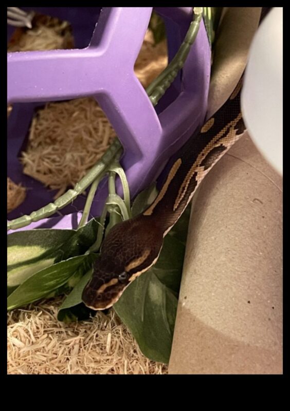 Ώρα ανάγνωσης ερπετών: Παροχή διεγερτικών οπτικών για κατοικίδια φίδια