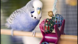 DIY Παιχνίδια πουλιών: Δραστηριότητες εμπλουτισμού για τους φτερωτούς φίλους σας