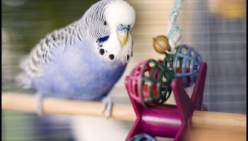 DIY Παιχνίδια πουλιών: Δραστηριότητες εμπλουτισμού για τους φτερωτούς φίλους σας