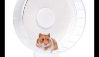 Εναλλακτικές λύσεις τροχού χάμστερ: διαφοροποιώντας τις επιλογές άσκησης