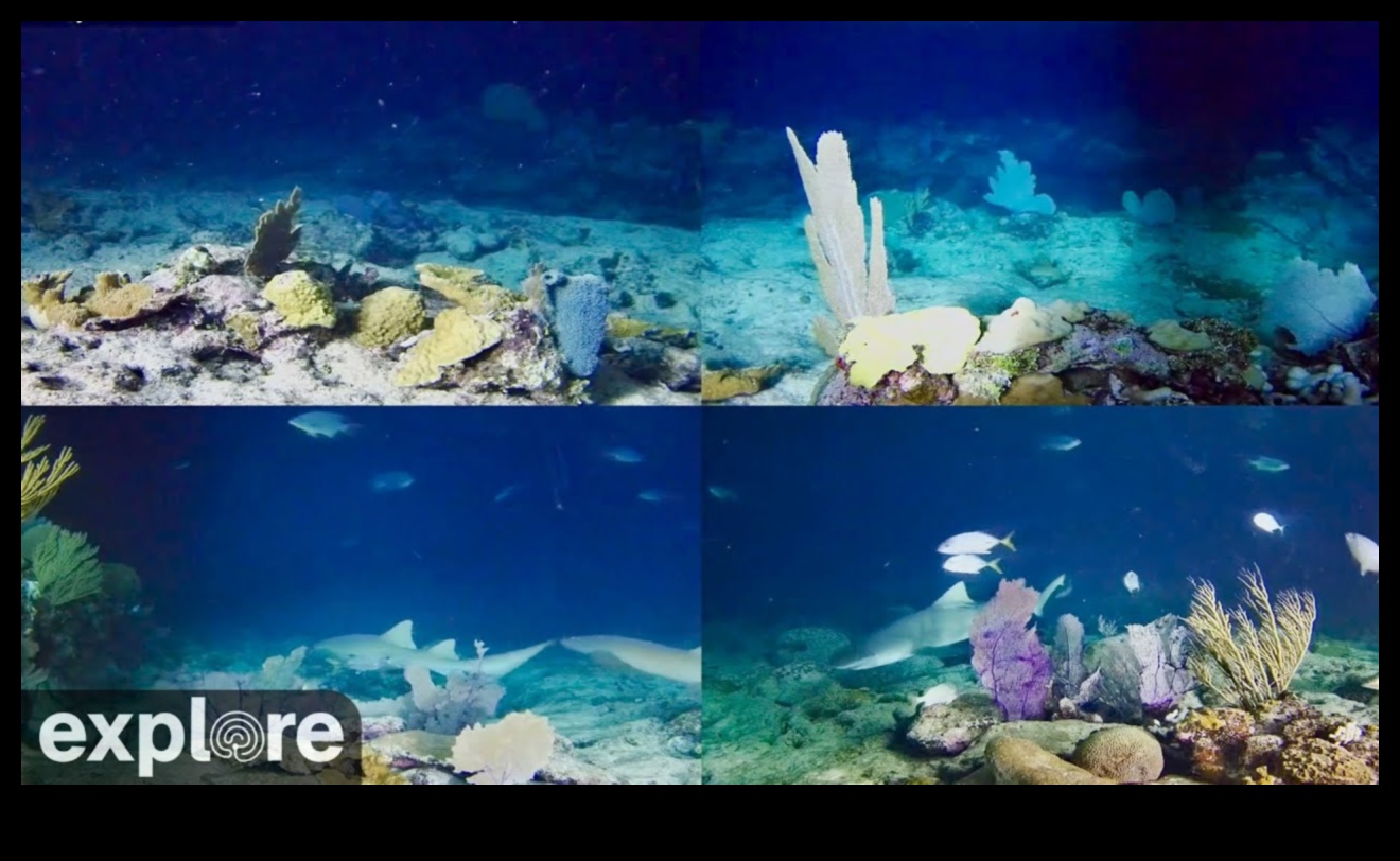 Υποβρύχια Ουτοπία: Κάμερες για Καταγραφή των Βάθη της Θάλασσας